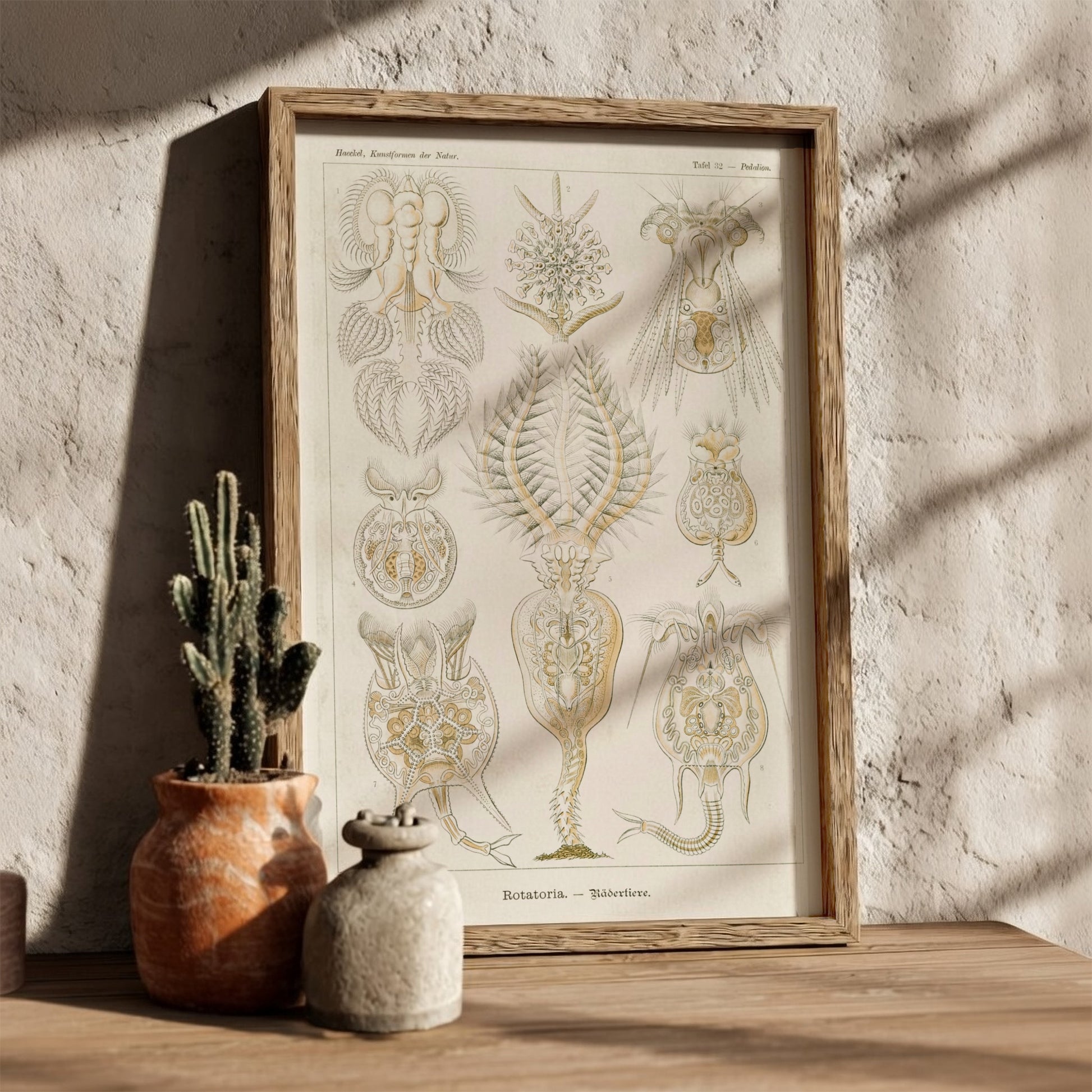 Vintage science art poster featuring detailed illustrations of Rotatoria Rädertiere by Ernst Haeckel.