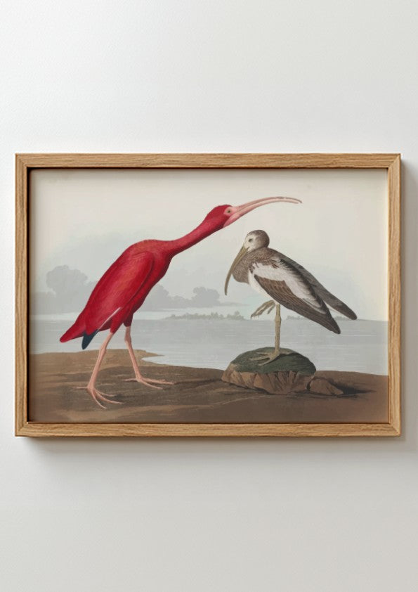 Scarlet Ibis art poster featuring vibrant red colors and intricate wildlife design, perfect for nature decor.