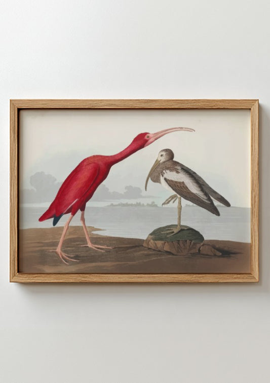Scarlet Ibis art poster featuring vibrant red colors and intricate wildlife design, perfect for nature decor.