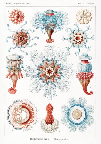 Vintage Siphonophorae scientific illustration poster by Ernst Haeckel, featuring detailed marine life in blue