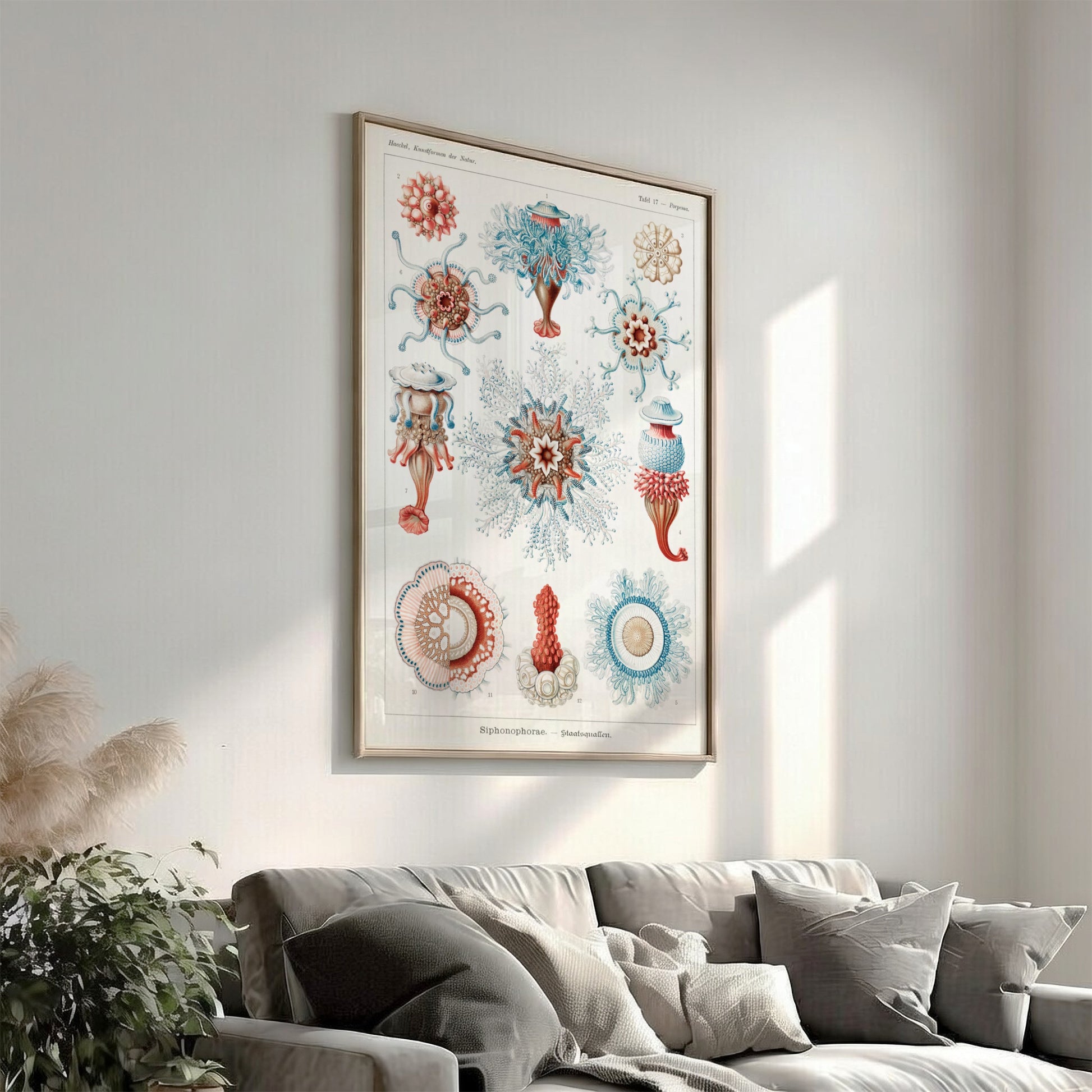 Vintage Siphonophorae scientific illustration poster by Ernst Haeckel, featuring detailed marine life in blue