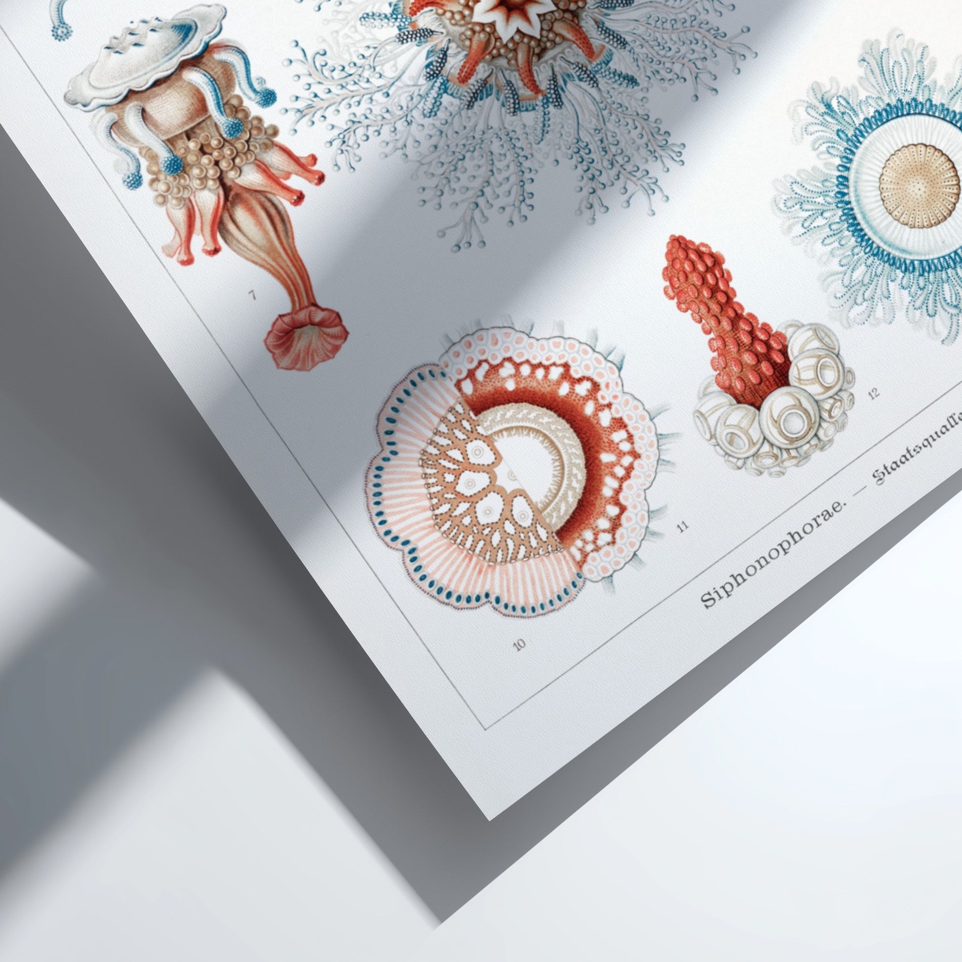 Vintage Siphonophorae scientific illustration poster by Ernst Haeckel, featuring detailed marine life in blue