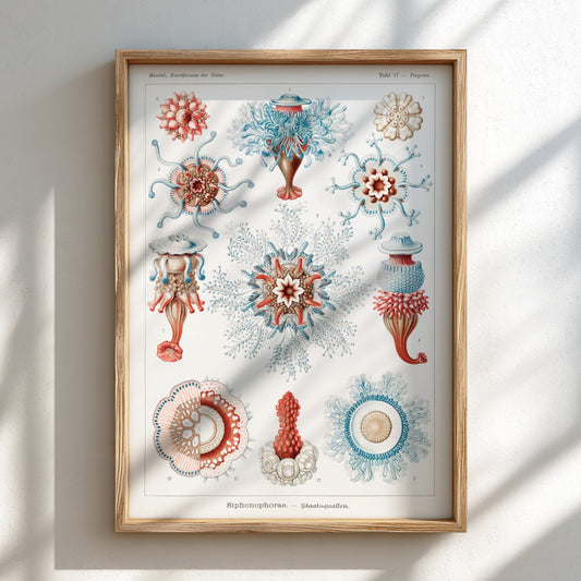 Vintage Siphonophorae scientific illustration poster by Ernst Haeckel, featuring detailed marine life in blue