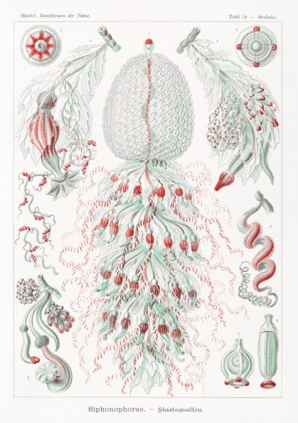 Vintage Siphonophorae scientific art poster by Ernst Haeckel, featuring detailed illustrations of marine life