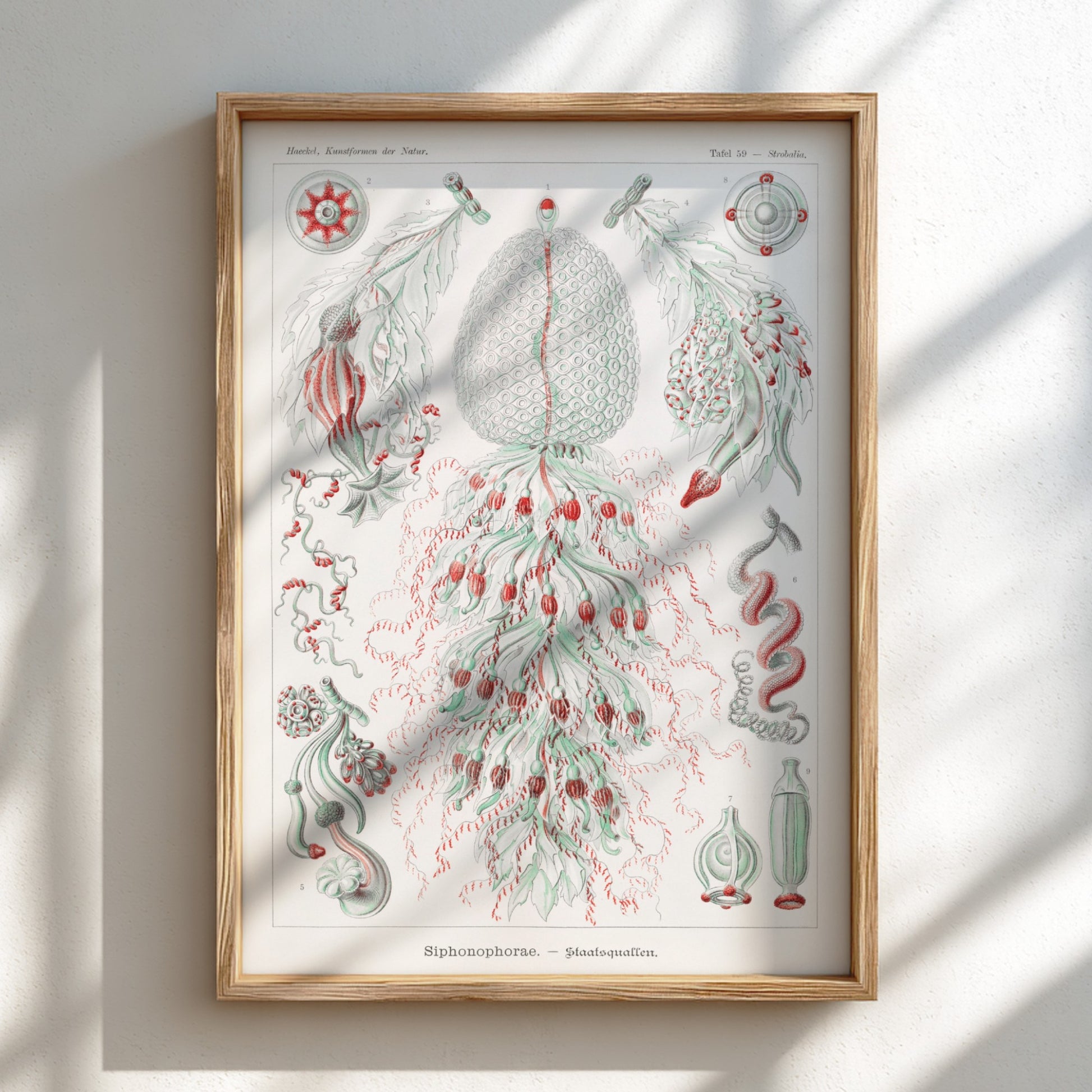 Vintage Siphonophorae scientific art poster by Ernst Haeckel, featuring detailed illustrations of marine life