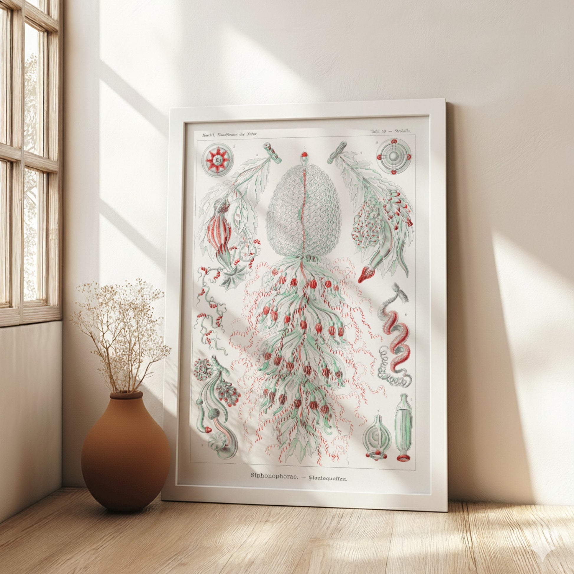 Vintage Siphonophorae scientific art poster by Ernst Haeckel, featuring detailed illustrations of marine life