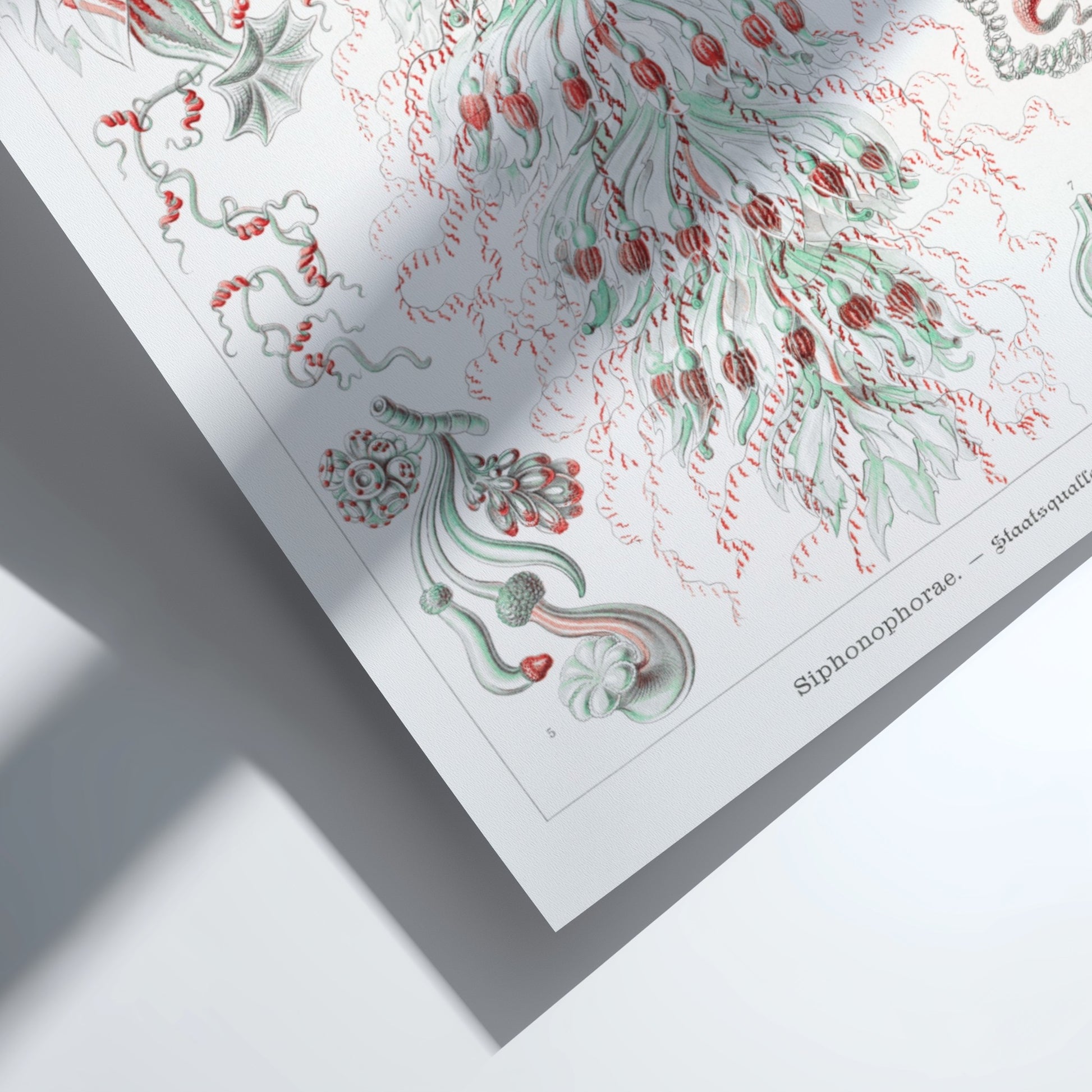 Vintage Siphonophorae scientific art poster by Ernst Haeckel, featuring detailed illustrations of marine life