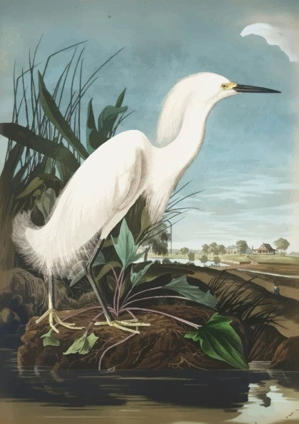 Snowy Heron poster featuring vintage bird art in soft colors, ideal for nature decor and wall print.