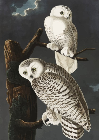 Snowy Owl art poster featuring detailed illustration, white colors, nature theme, and wildlife decor