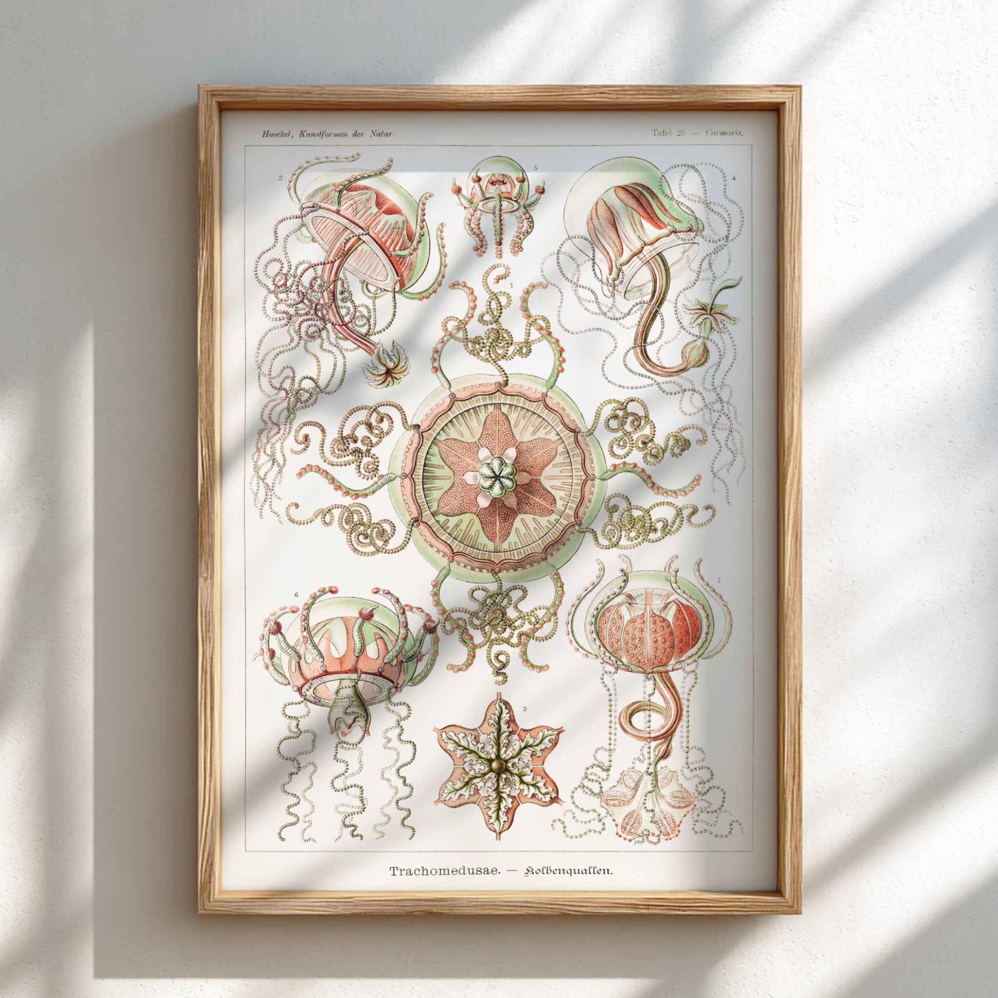 Vintage art poster of Ernst Haeckel's scientific illustration of Trachomedusae jellyfish in green and coral.