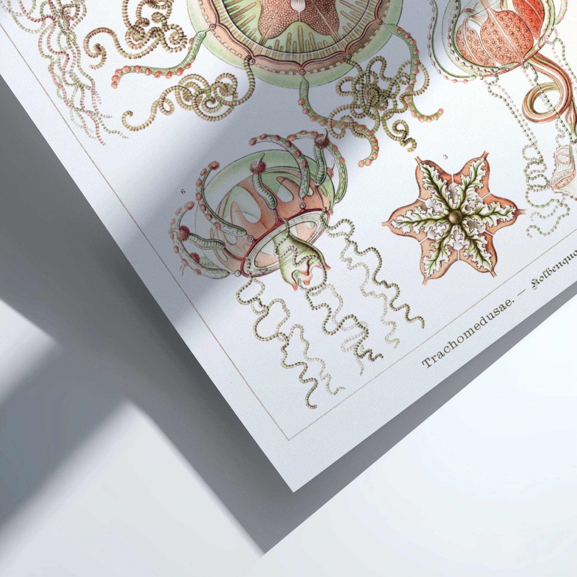 Vintage art poster of Ernst Haeckel's scientific illustration of Trachomedusae jellyfish in green and coral.