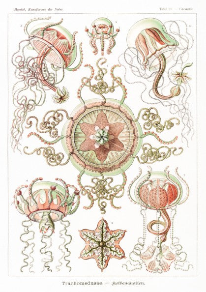 Vintage art poster of Ernst Haeckel's scientific illustration of Trachomedusae jellyfish in green and coral.