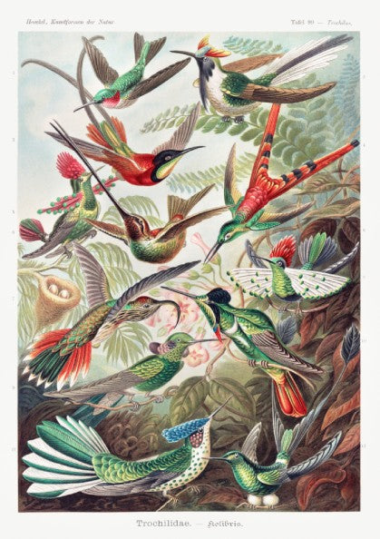 Vintage art poster of various hummingbirds by Ernst Haeckel, detailed scientific illustration.