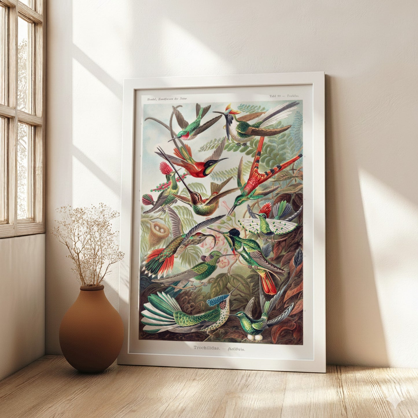Vintage art poster of various hummingbirds by Ernst Haeckel, detailed scientific illustration.