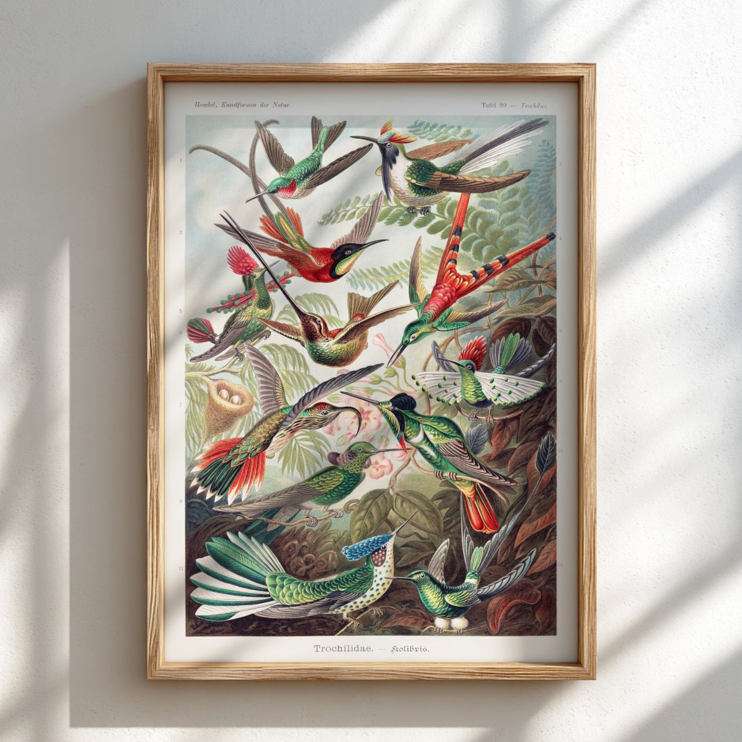 Vintage art poster of various hummingbirds by Ernst Haeckel, detailed scientific illustration.