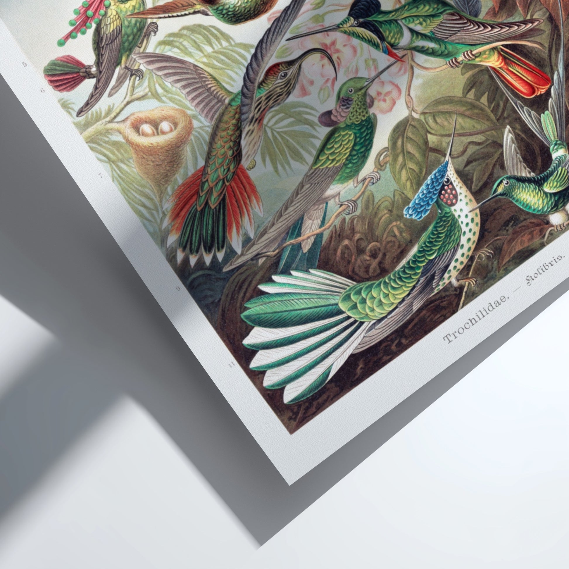 Vintage art poster of various hummingbirds by Ernst Haeckel, detailed scientific illustration.