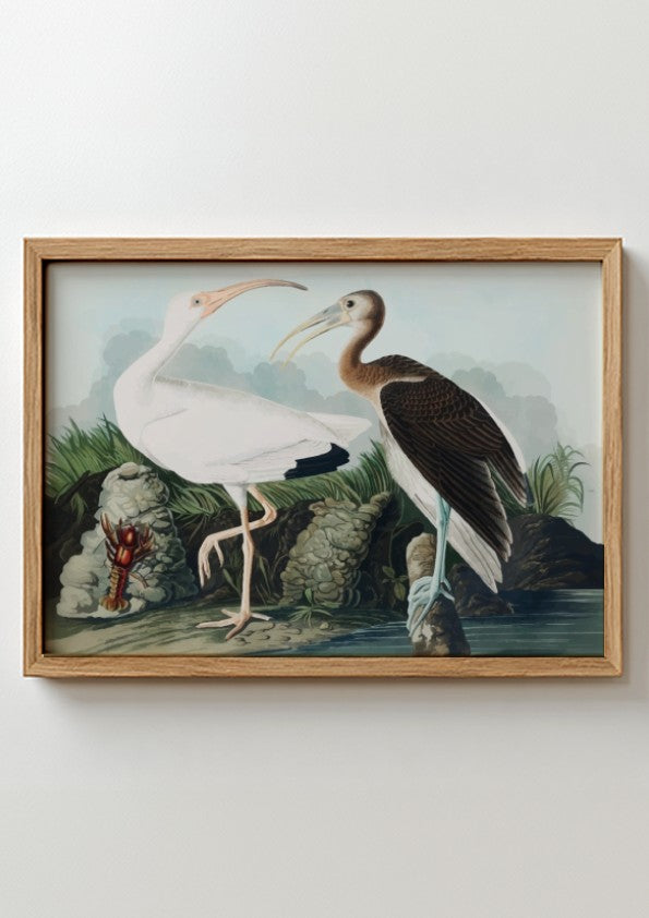 White Ibis poster featuring detailed bird art by Audubon in soft colors, ideal for nature-themed decor