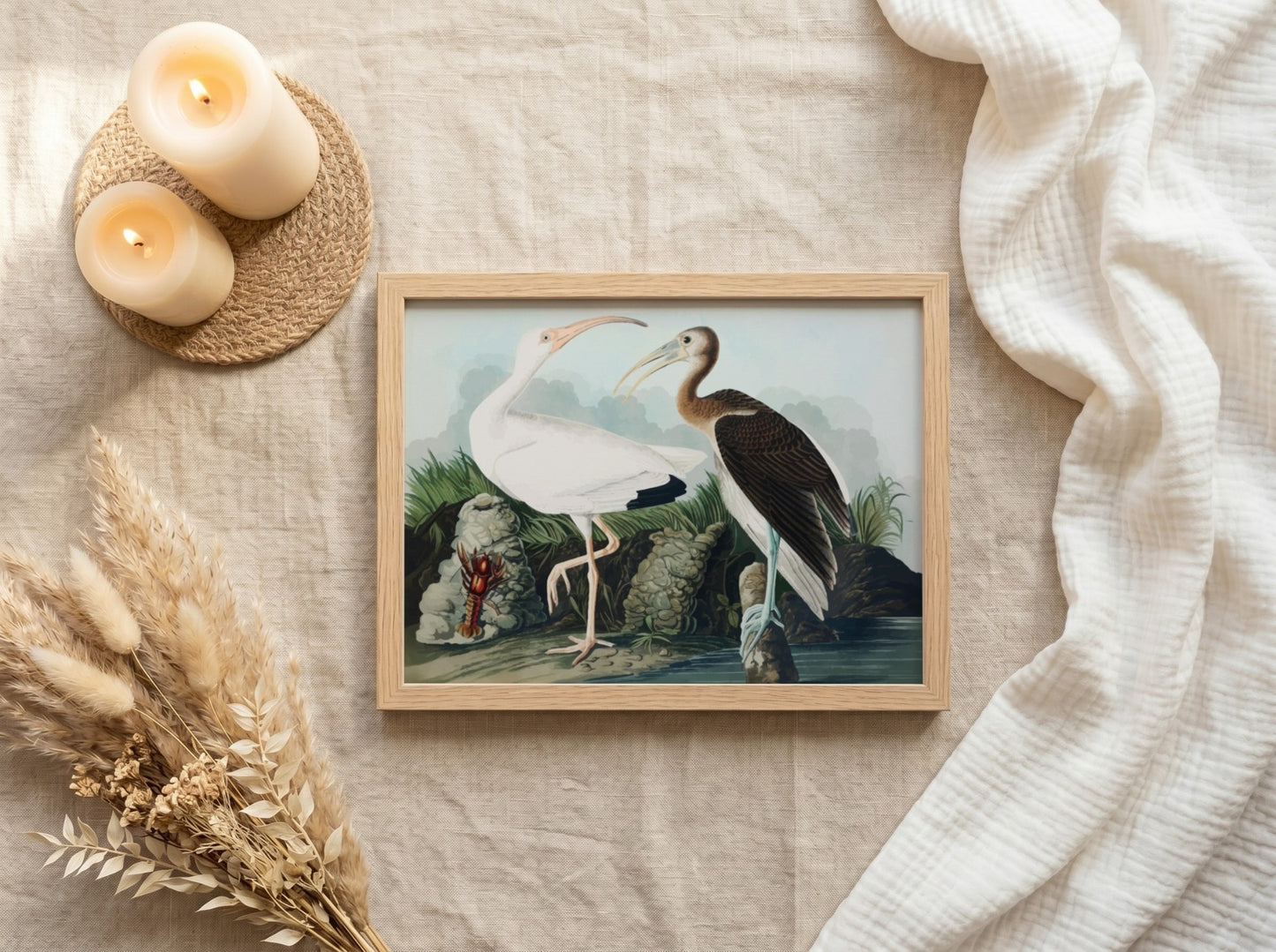 White Ibis poster featuring detailed bird art by Audubon in soft colors, ideal for nature-themed decor
